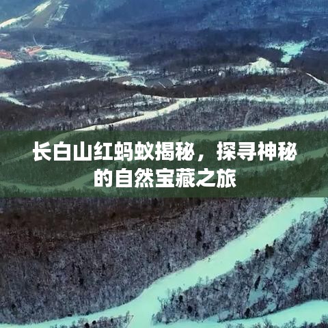 长白山红蚂蚁揭秘，探寻神秘的自然宝藏之旅